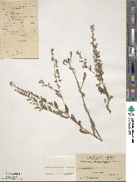 Image of Bothriospermum chinense