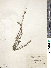 Bothriospermum chinense image