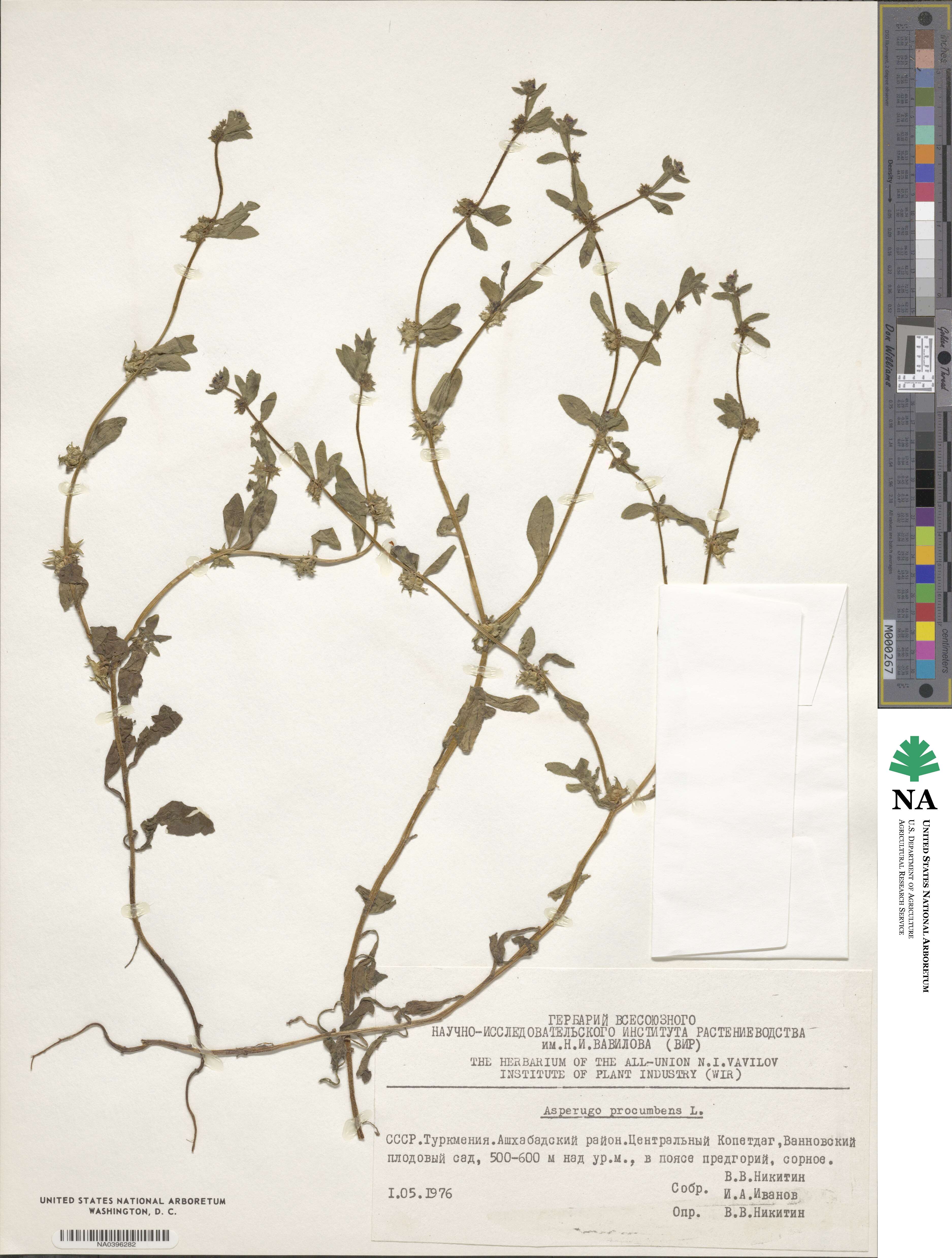 Asperugo procumbens image
