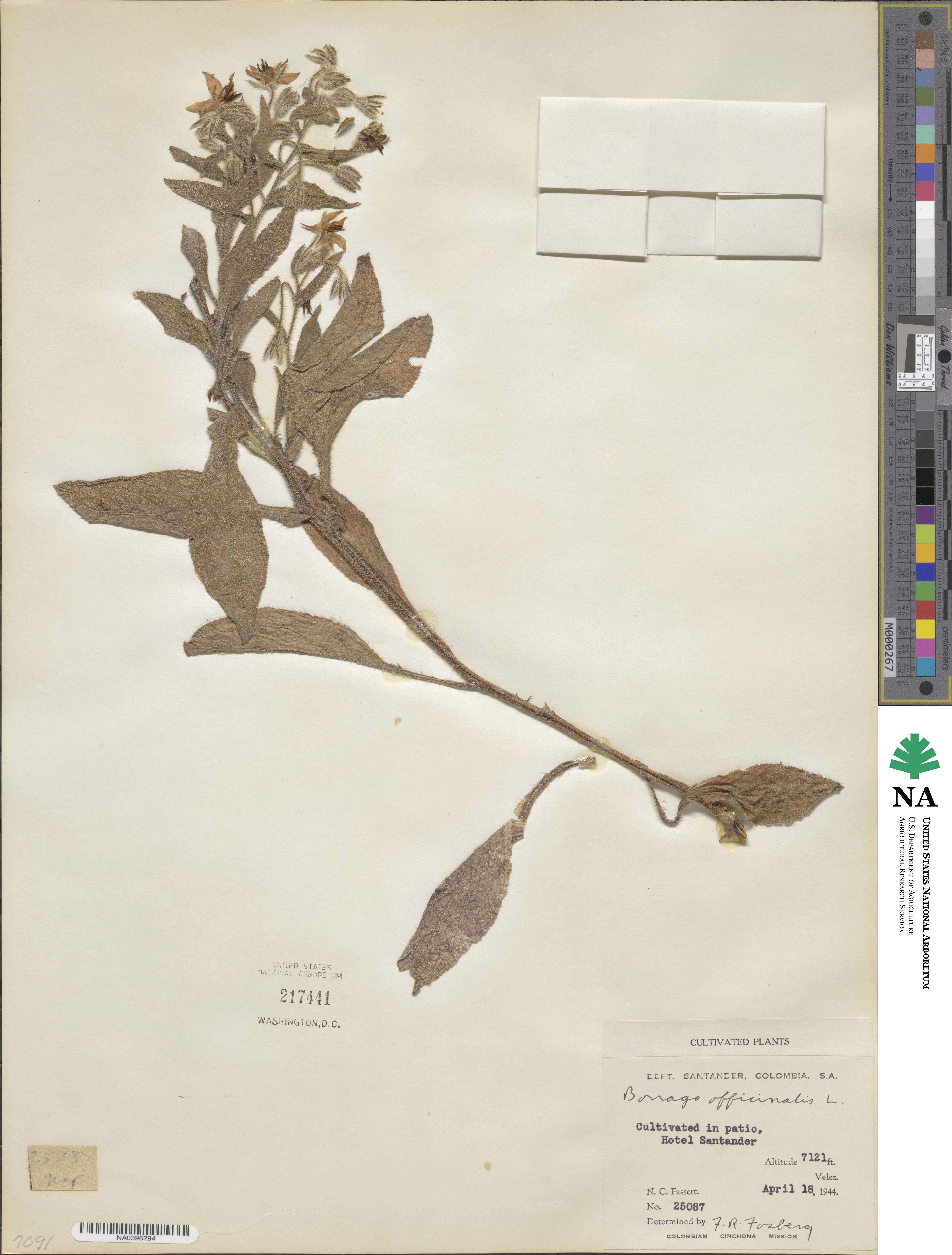 Borago officinalis image
