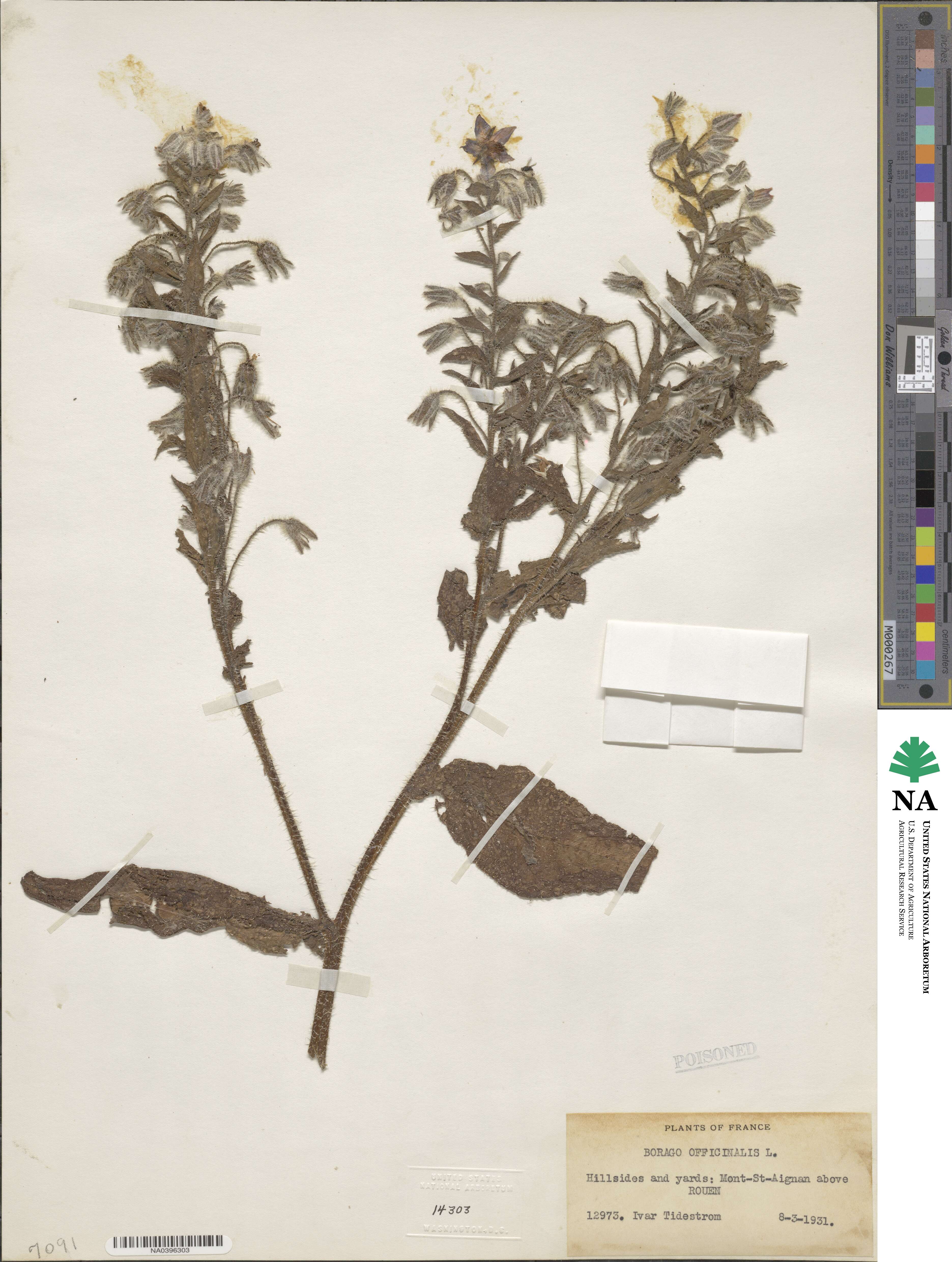Borago officinalis image