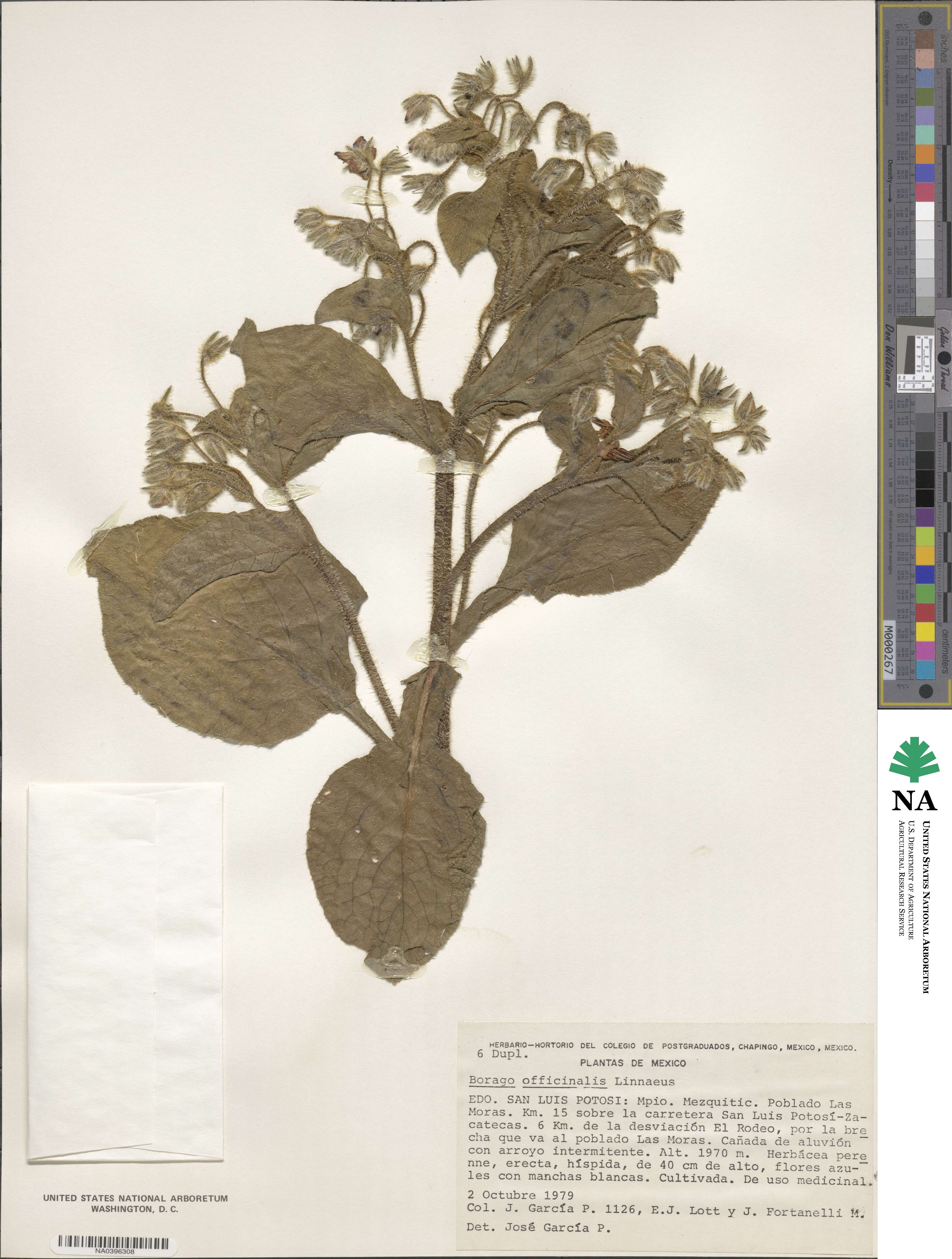 Borago officinalis image