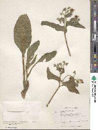 Borago officinalis image