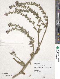 Image of Anchusa calcarea