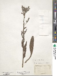 Cynoglottis barrelieri subsp. barrelieri image