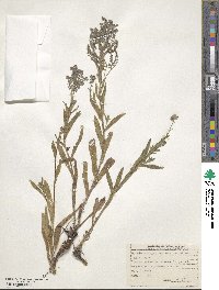 Cynoglottis barrelieri subsp. barrelieri image