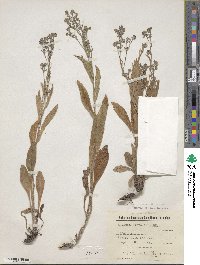 Cynoglottis barrelieri image