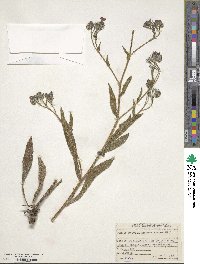 Anchusa azurea image