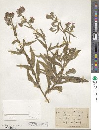 Anchusa officinalis image