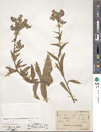 Anchusa officinalis image