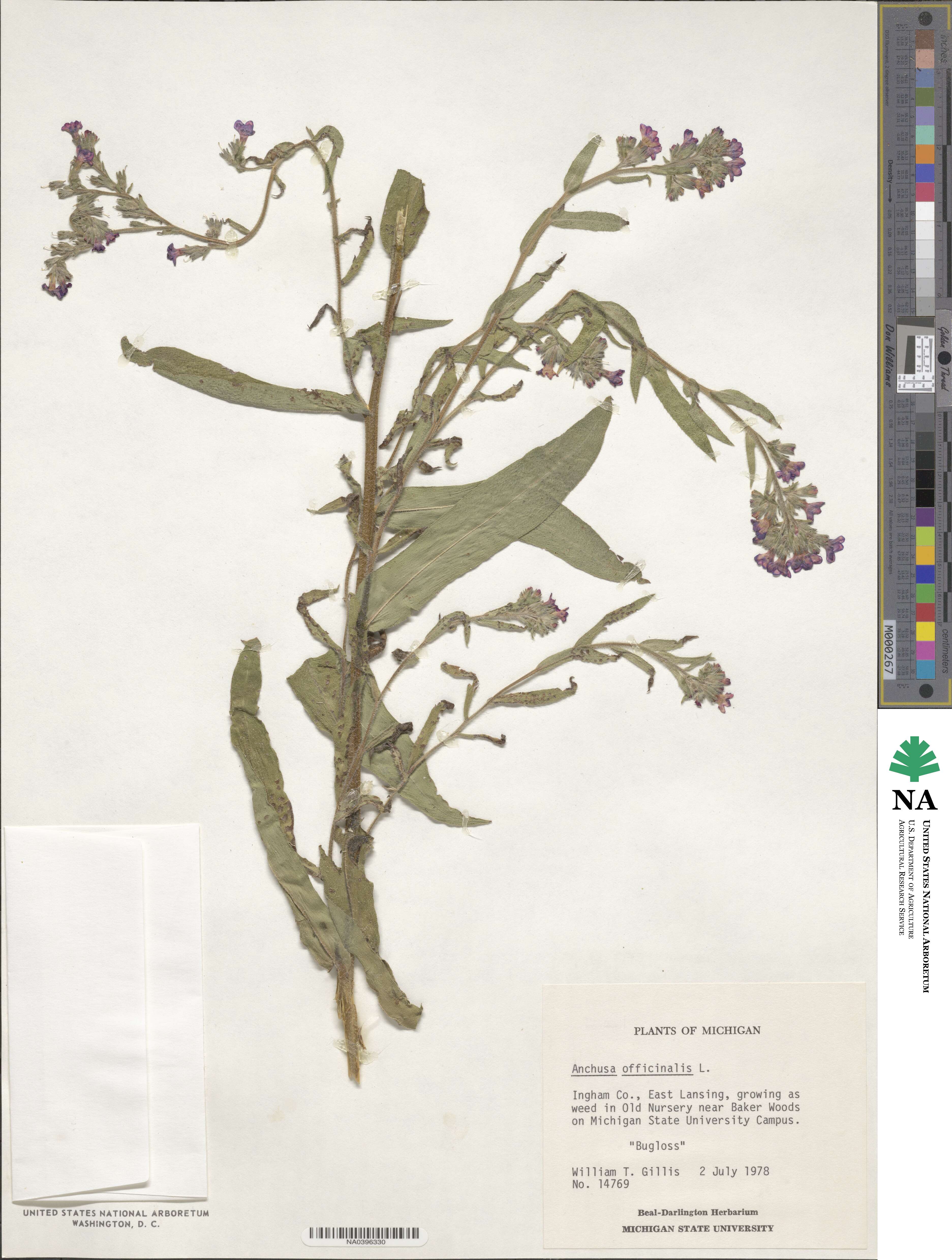 Anchusa officinalis image