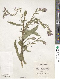 Anchusa officinalis image