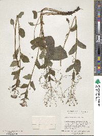 Brunnera macrophylla image