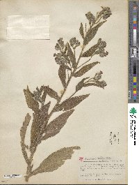 Anchusa azurea image