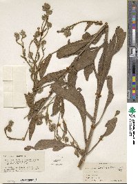 Anchusa azurea image