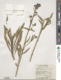 Image of Anchusa capensis