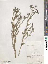 Anchusa capensis image