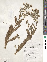 Cynoglottis barrelieri image