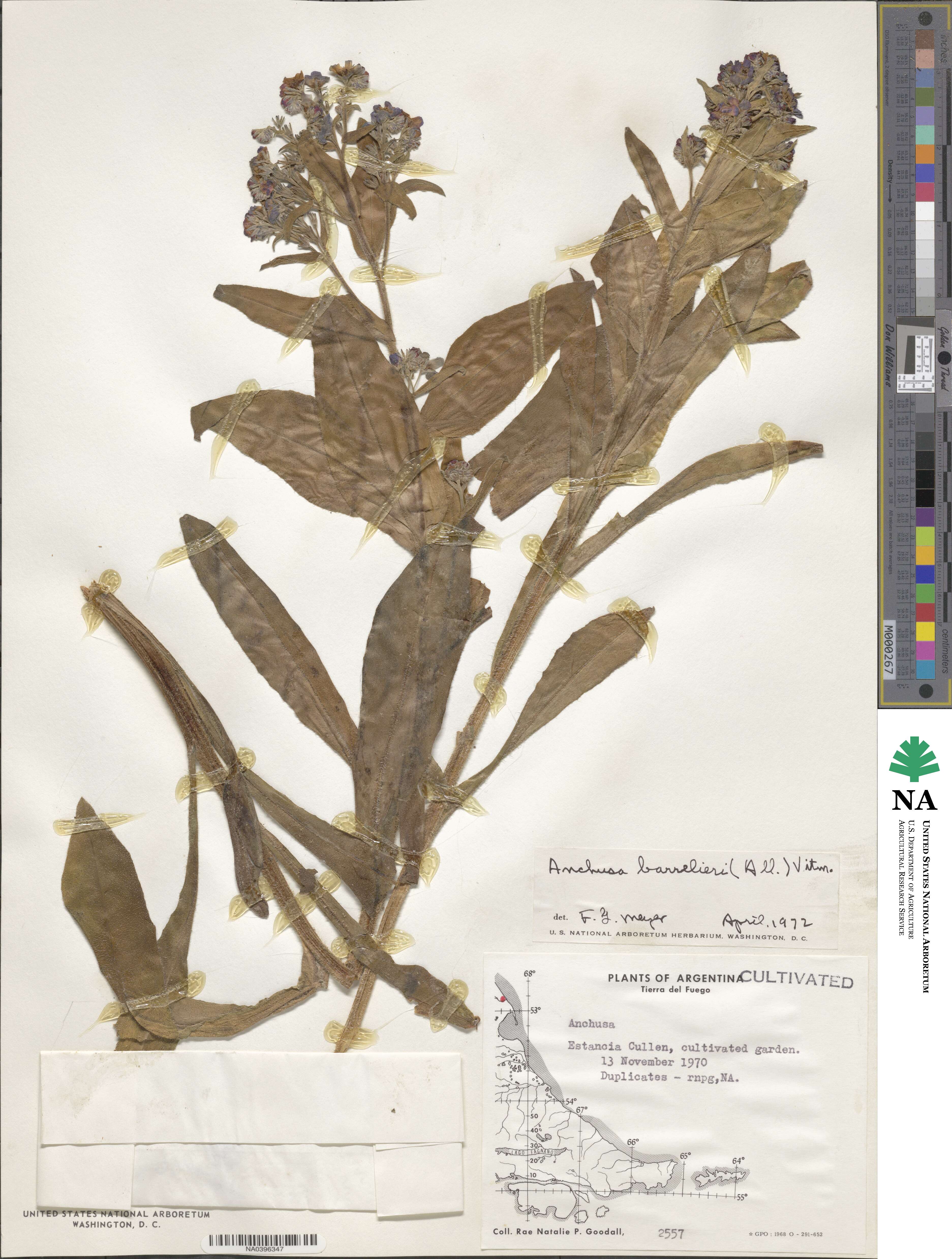 Cynoglottis image