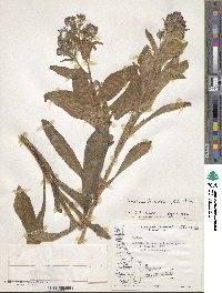 Cynoglottis barrelieri image