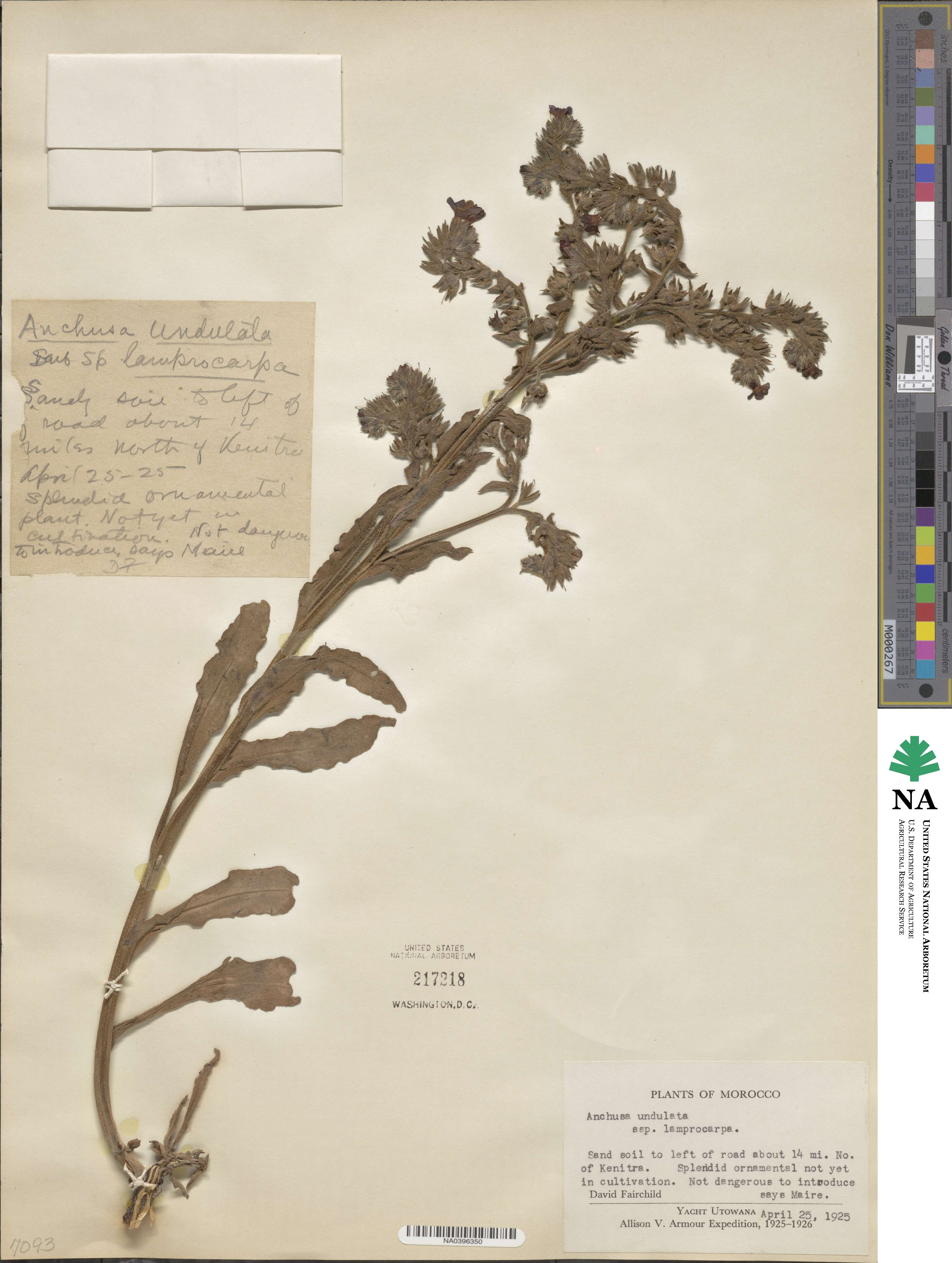 Anchusa image