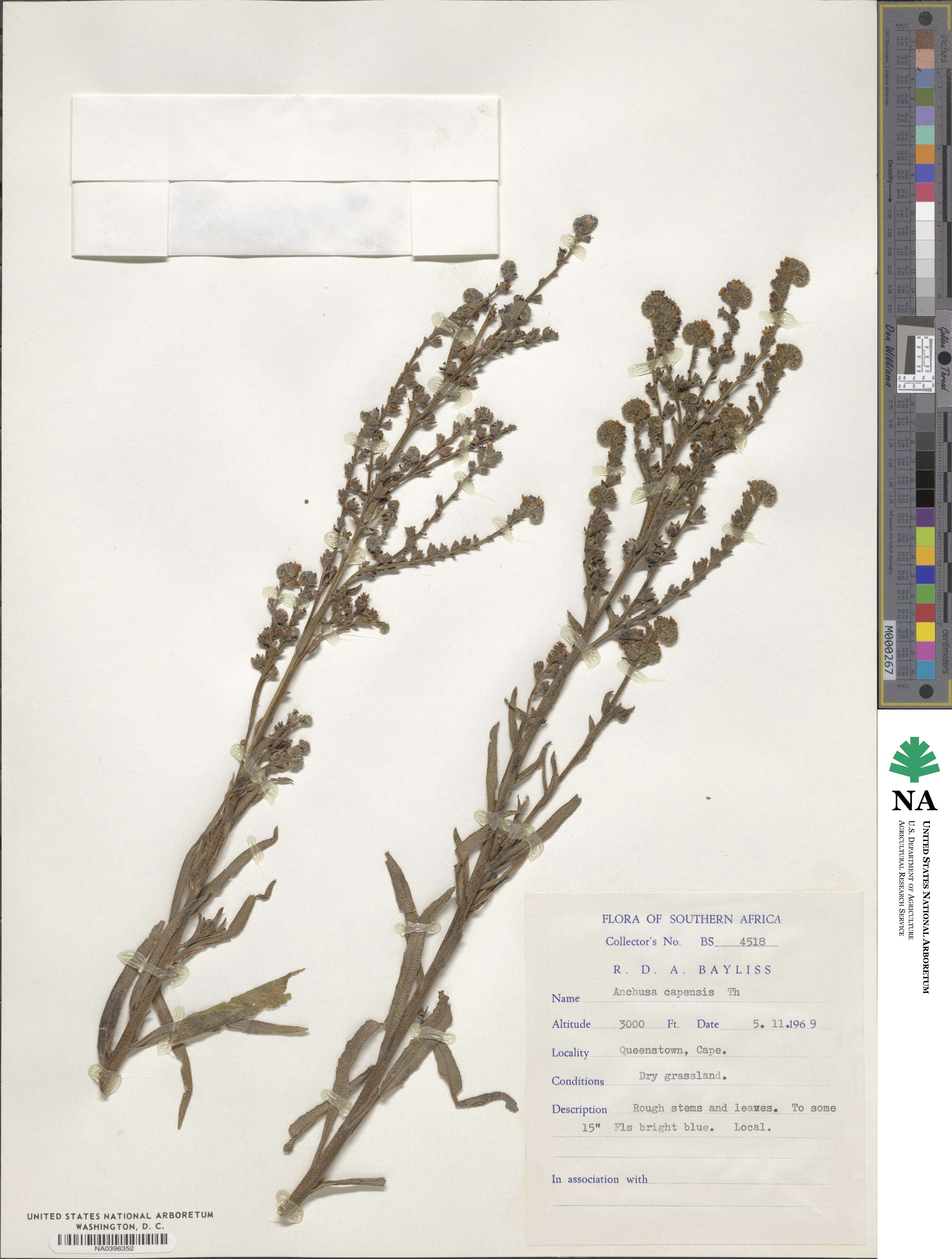 Anchusa capensis image