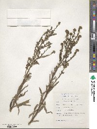 Anchusa capensis image