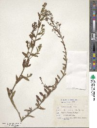 Anchusa capensis image