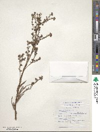 Anchusa capensis image