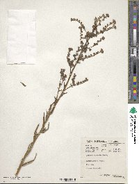 Anchusa capensis image