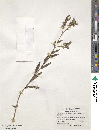 Anchusa officinalis image