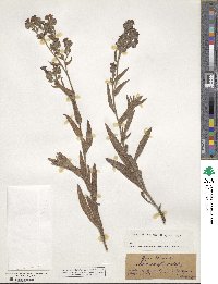 Anchusa officinalis image