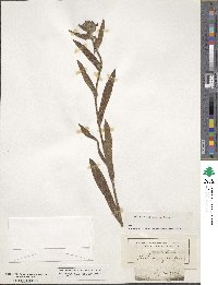 Anchusa officinalis image