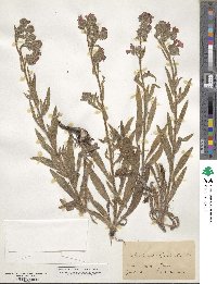 Anchusa officinalis image