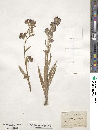 Anchusa officinalis image