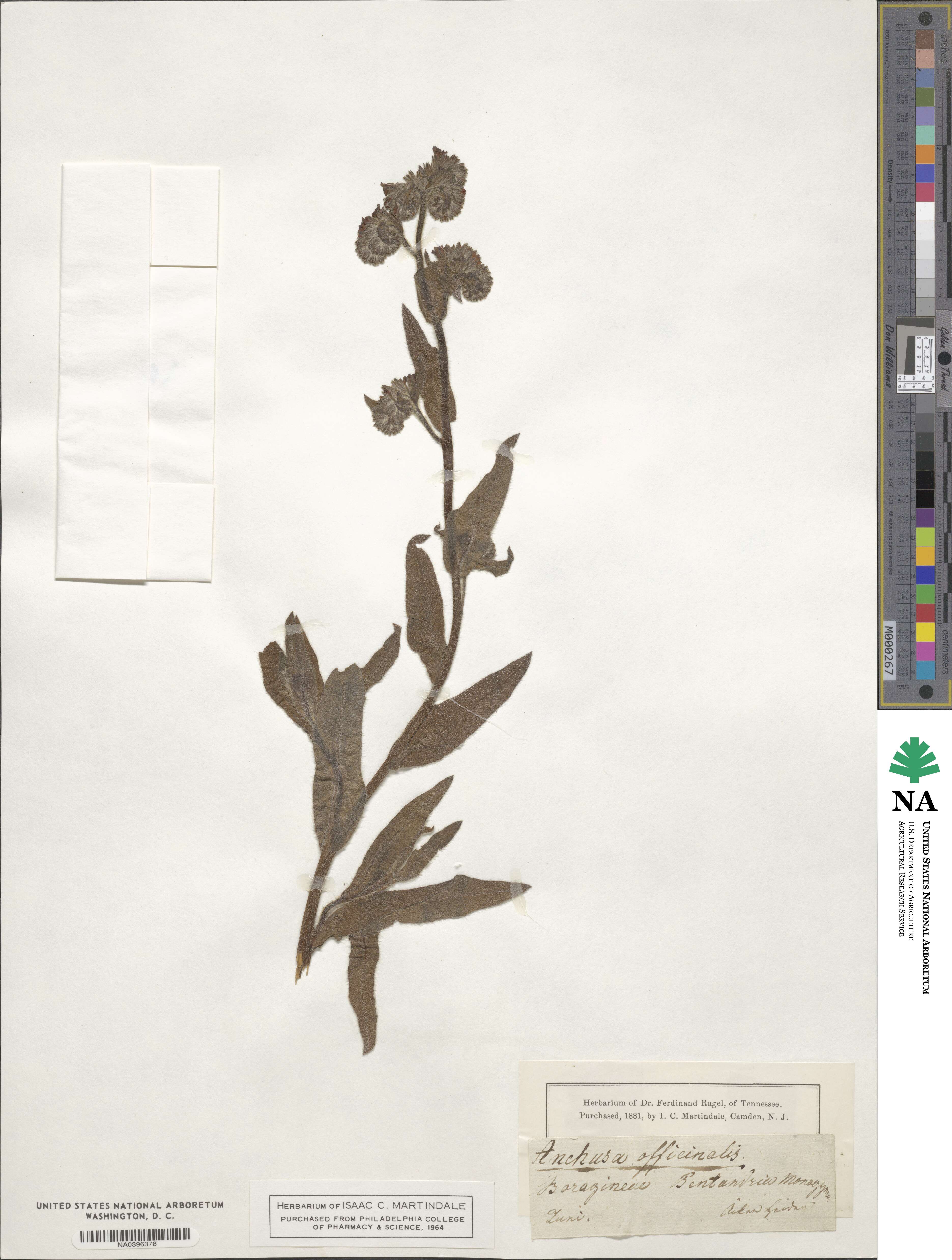 Anchusa image