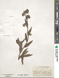 Anchusa officinalis image