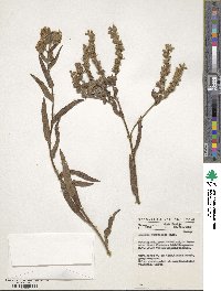 Image of Anchusa ochroleuca