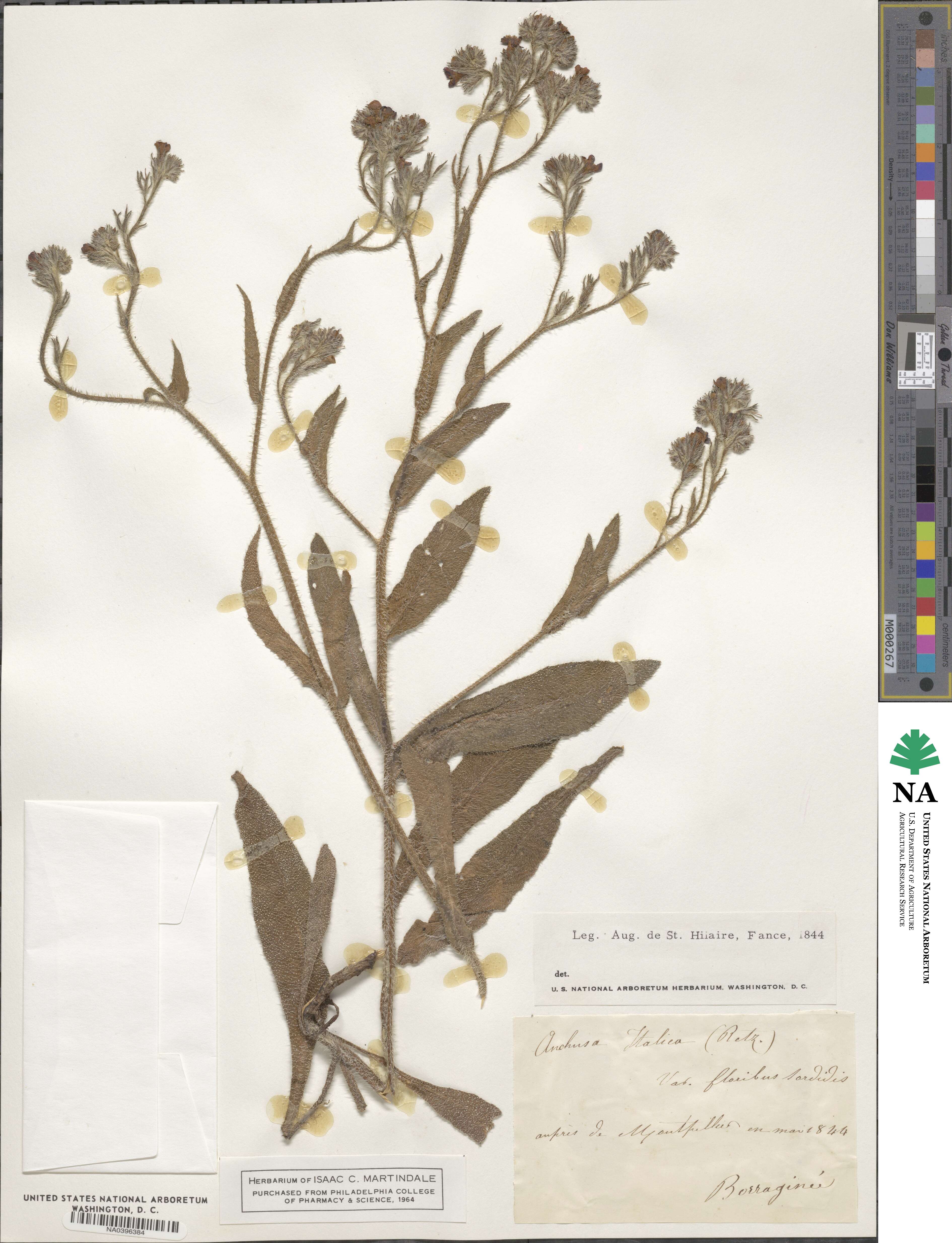 Anchusa azurea image