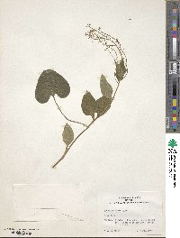 Brunnera macrophylla image