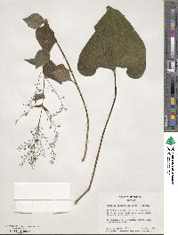 Brunnera macrophylla image