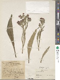 Anchusa undulata image