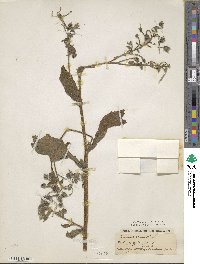 Anchusa officinalis image