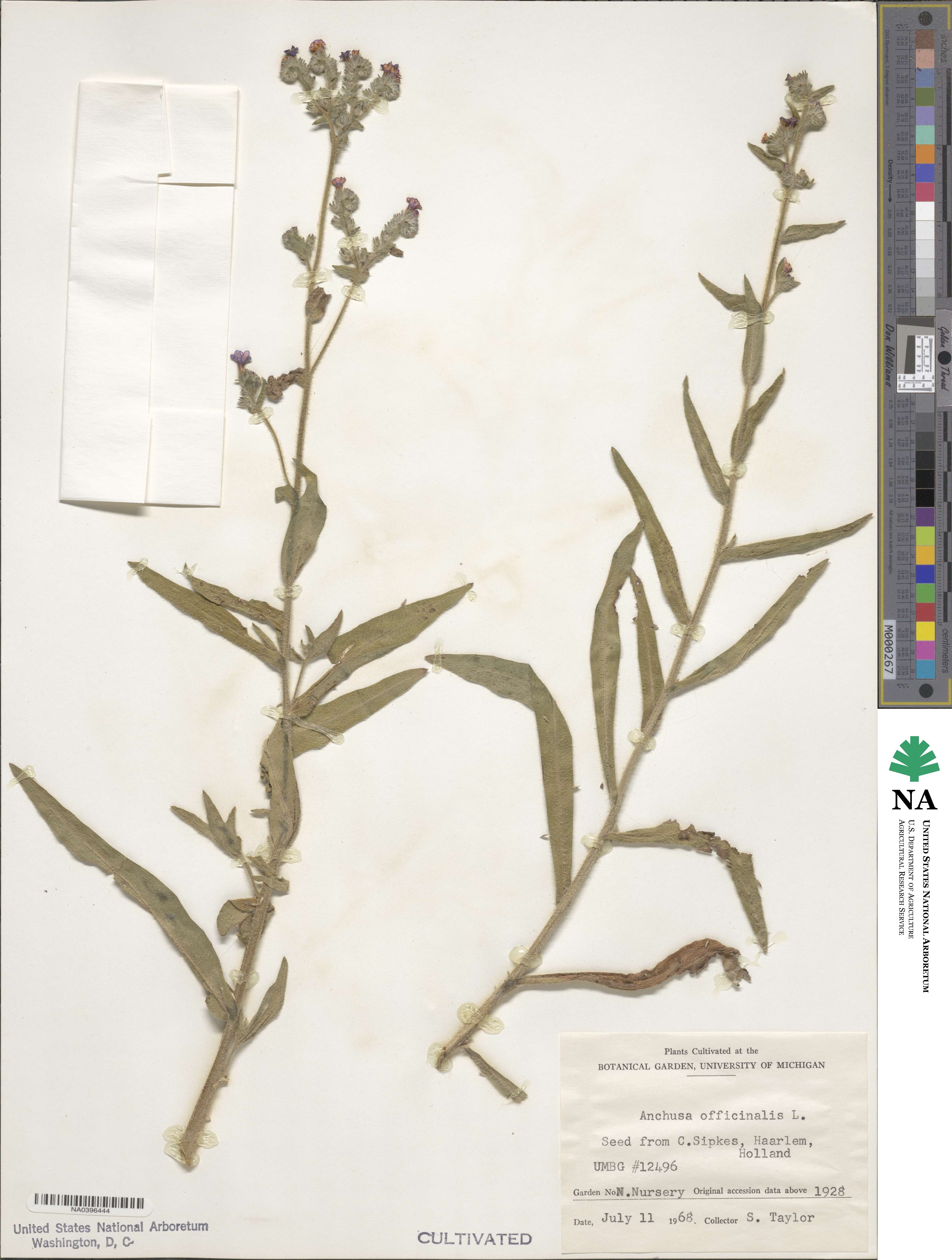 Anchusa officinalis image