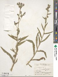 Anchusa officinalis image