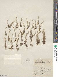 Myosotis laxa image