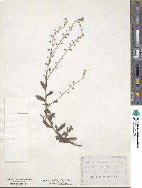 Myosotis intermedia image