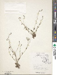 Image of Myosotis arvensis