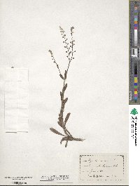 Myosotis arvensis image