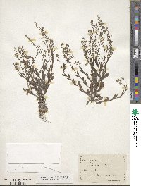 Myosotis arvensis image